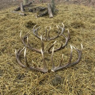 Našiel si niečo lepšie ako náš sledovateľ pan X ?🌲 Kľudne nám to pošli a porovnáme to🤌 Na parohy/zhody potrebuješ ale...